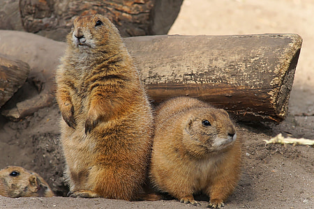 two brown rodents thumbnail