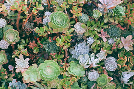 succulent plant lot thumbnail