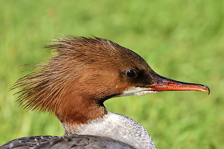 close up photo of female merganser duck thumbnail