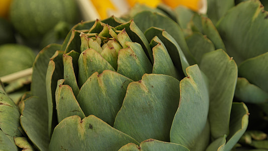 selective focus photography of green vegetable thumbnail