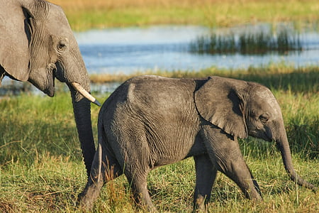 baby elephant on grass field near body of water thumbnail