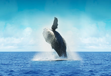 photography of dancing whale thumbnail