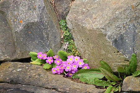 purple flowers under gray rocks thumbnail