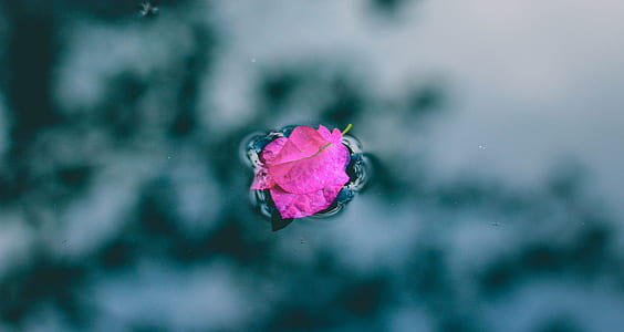 focused photo of pink flower thumbnail