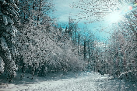 withered tree covered with snow thumbnail