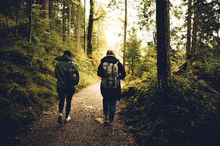 people, walking, friends, forest thumbnail