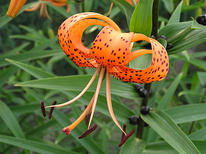 selective focus photography of orange lilies thumbnail