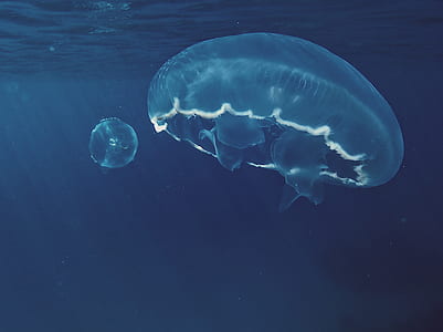 underwater photography of two jellyfishes thumbnail