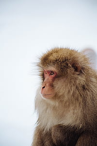 Japanese Macaque monkey thumbnail