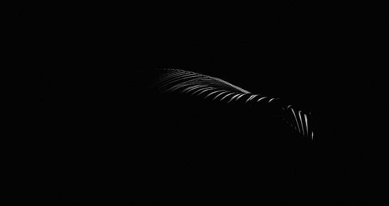minimal, black, dark, palm thumbnail