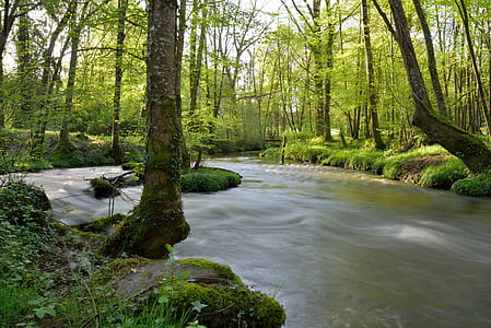 river surrounded by trees thumbnail