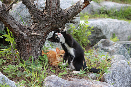 two assorted-color cats under the tree during daytime thumbnail