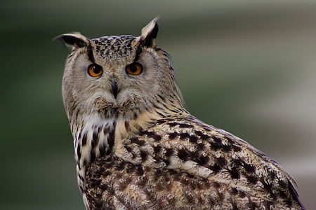 shallow focus photography of black and brown owl thumbnail