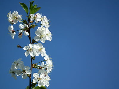 selective focus photography of white orchid flowers thumbnail