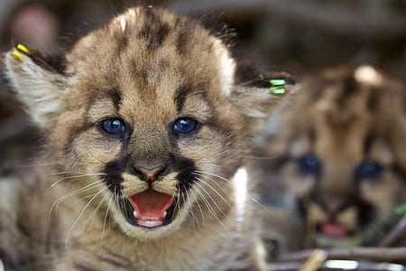 macro photography of brown cub thumbnail