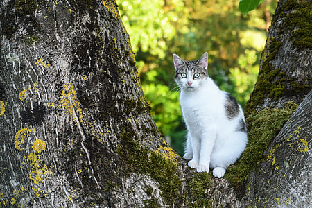 white and black cat on grey tree thumbnail