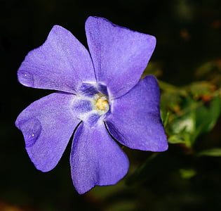 close-up photography of purple vinca flower thumbnail