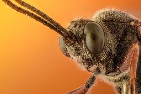 macro shot photography of fly thumbnail
