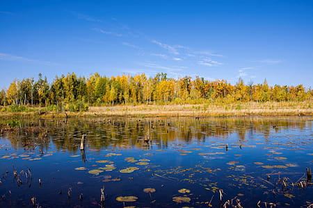 Landscape of yellow autumn forest in the distance on the background and reflection in forest lake or swamp and blue sky thumbnail
