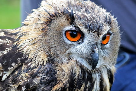 shallow photo of owl thumbnail
