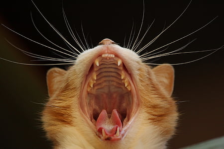 orange kitten yawning thumbnail