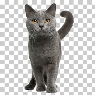 Bengal Cat British Shorthair Ragdoll Turkish Angora Kitten Cat