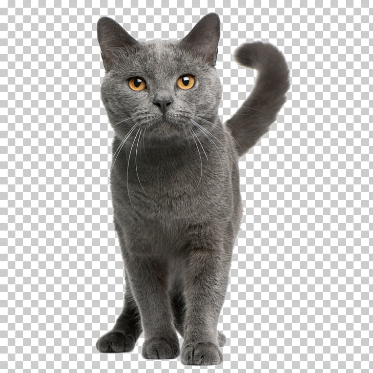 Bengal Cat British Shorthair Ragdoll Turkish Angora Kitten Cat