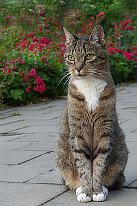 brown Tabby cat thumbnail