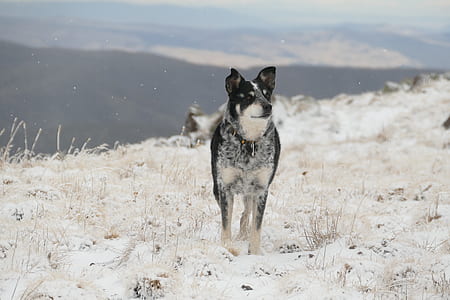short-coated white and black dog on white field thumbnail