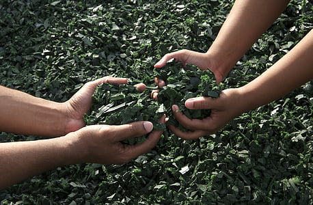 people holding green leaves thumbnail