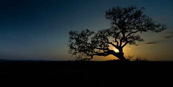 silhouette photo of tree during noontime thumbnail