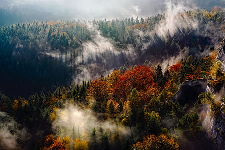 multicolored trees thumbnail