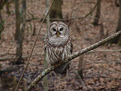 owl on tree branch thumbnail