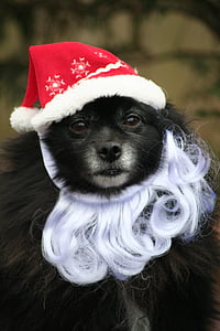 black dog wearing red and white hat thumbnail