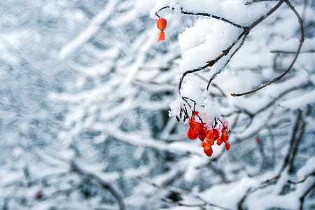 tree, woodland, forest, berries thumbnail
