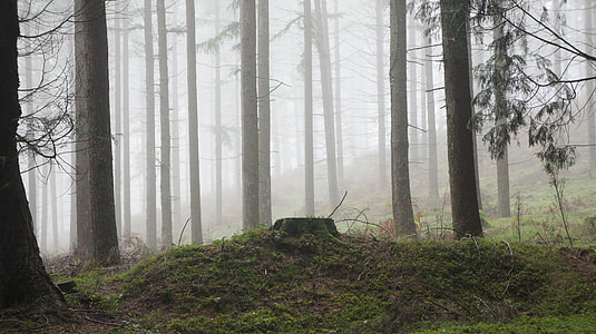 trees in mist thumbnail
