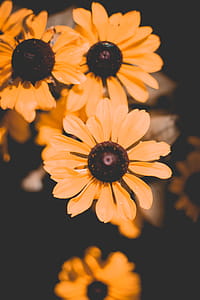 Photo of Yellow Petaled Flowers thumbnail