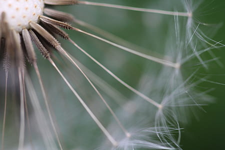 macro photography of white dandelion flower thumbnail