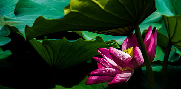 pink petaled flower close-up photo thumbnail