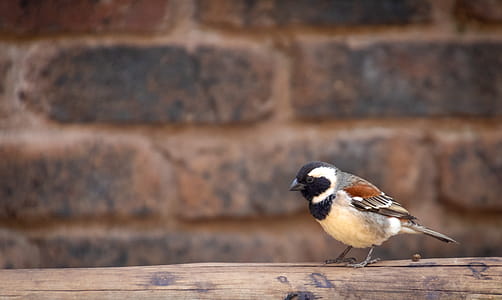 White, Brown, and Black Bird on Top of Brown Wooden Surface thumbnail