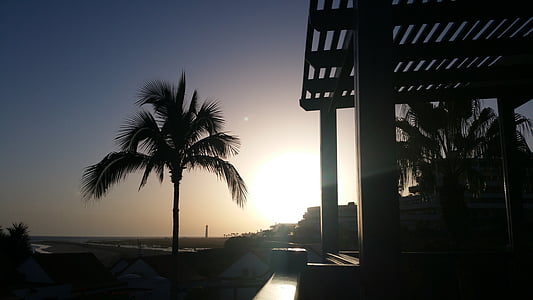 palm tree beside pergola under golden hour thumbnail
