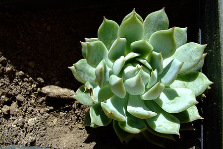 blooming green succulents at daytime thumbnail