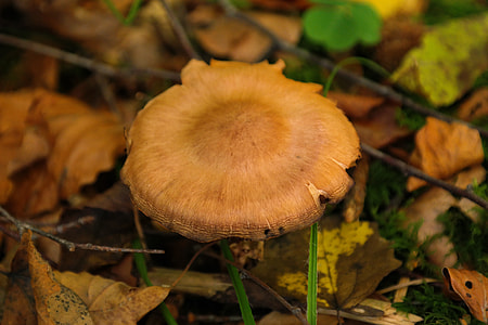 Mushroom, Forest thumbnail