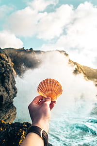 person showing brown sea shell thumbnail