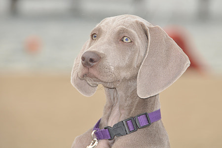 gray Weimaraner thumbnail