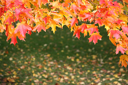 orange and pink maple leaves thumbnail