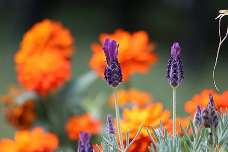purple petaled flowers at daytime thumbnail