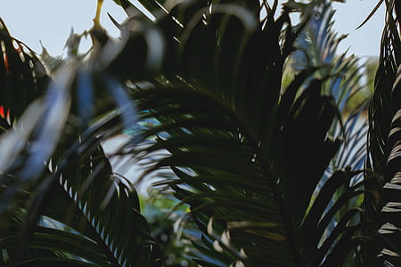 shallow focus photography of green plant thumbnail