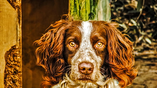 short-coated white and brown dog thumbnail