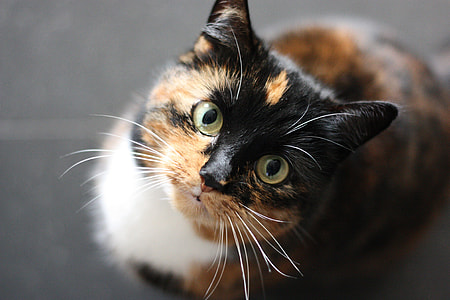 selective focus photo of calico cat thumbnail